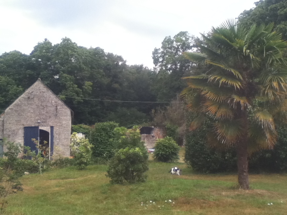 chatoune près du palmier